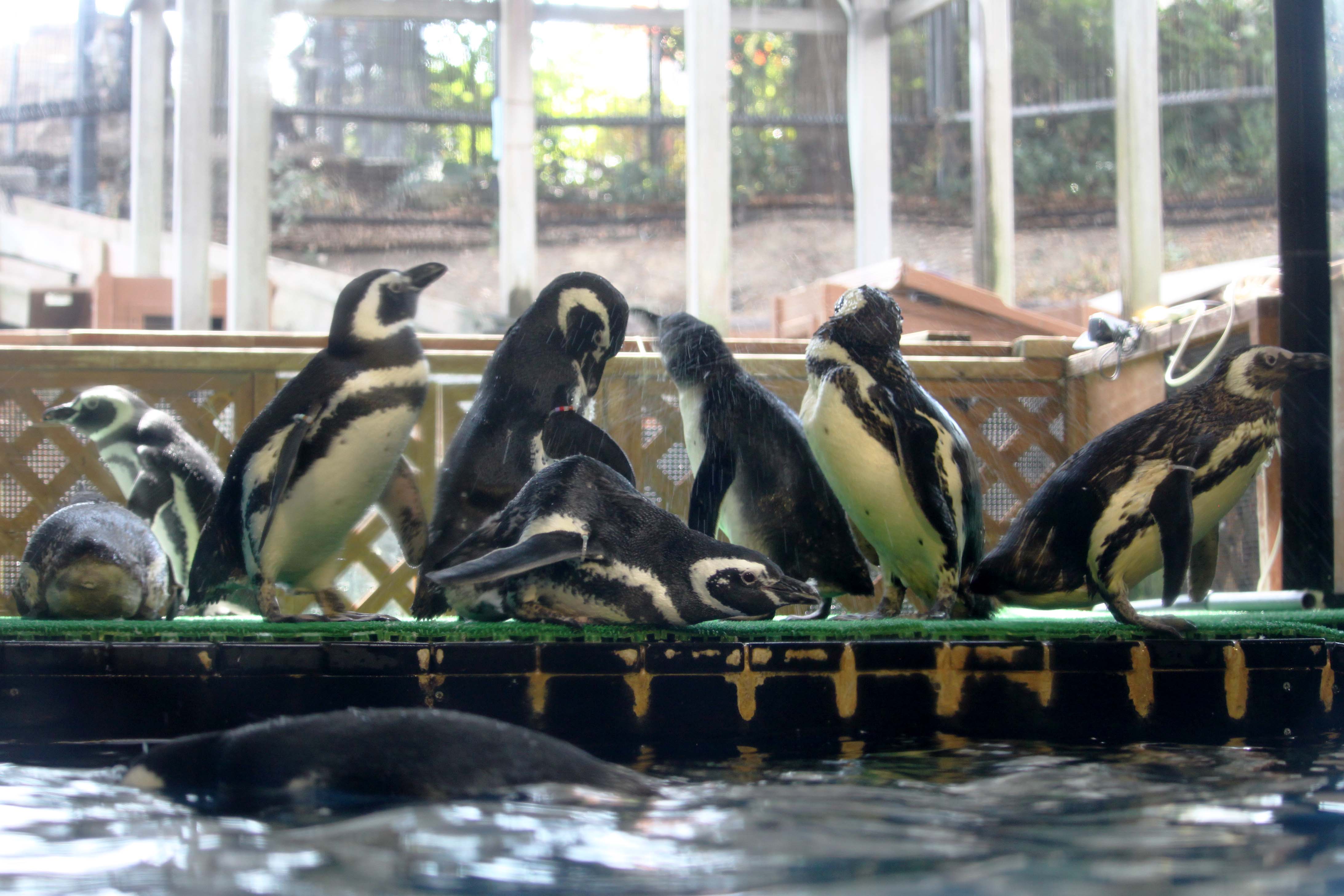 aa³aa³c¾¤a