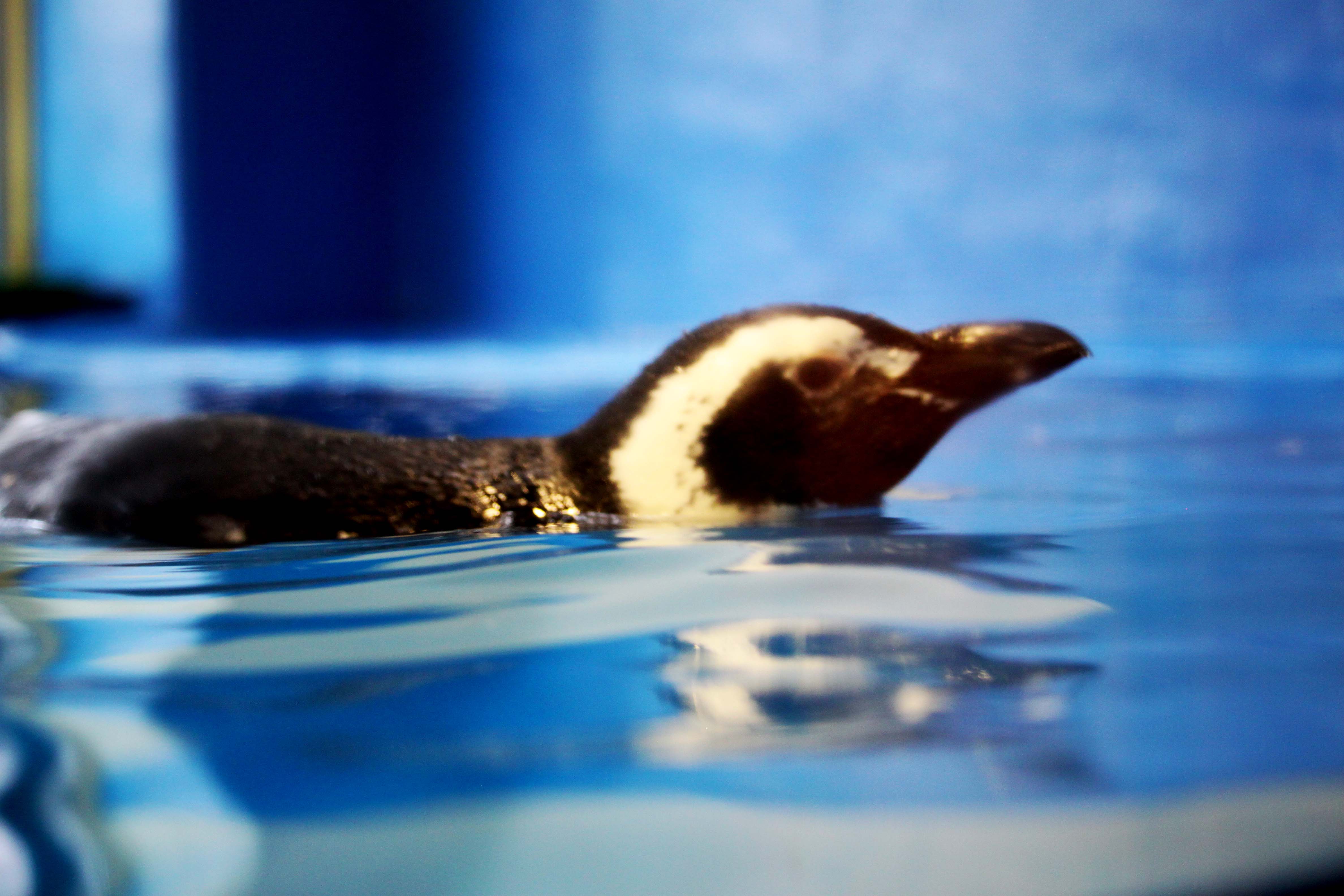 aa³aa³eaoa