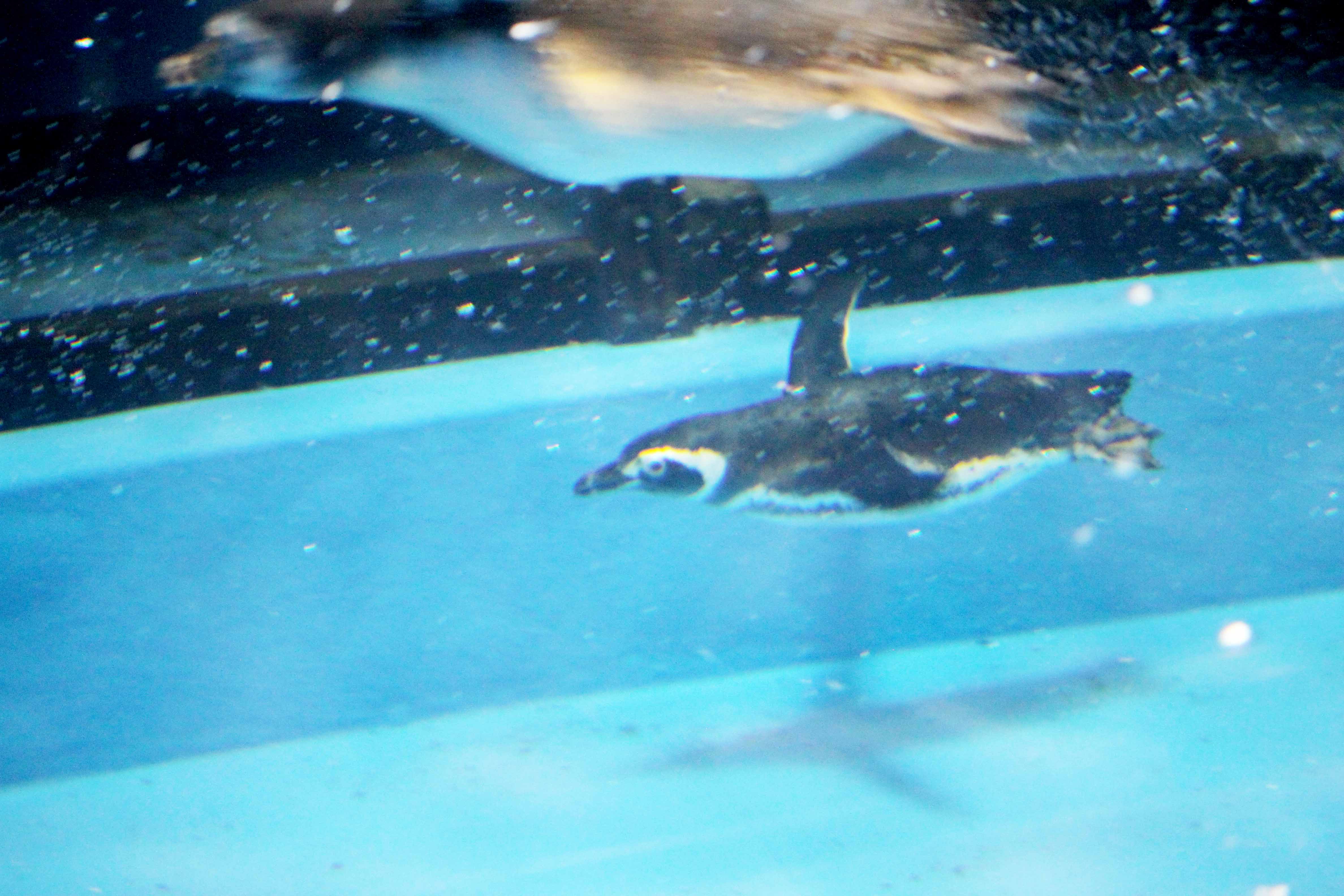 ae³³aaa³aa³