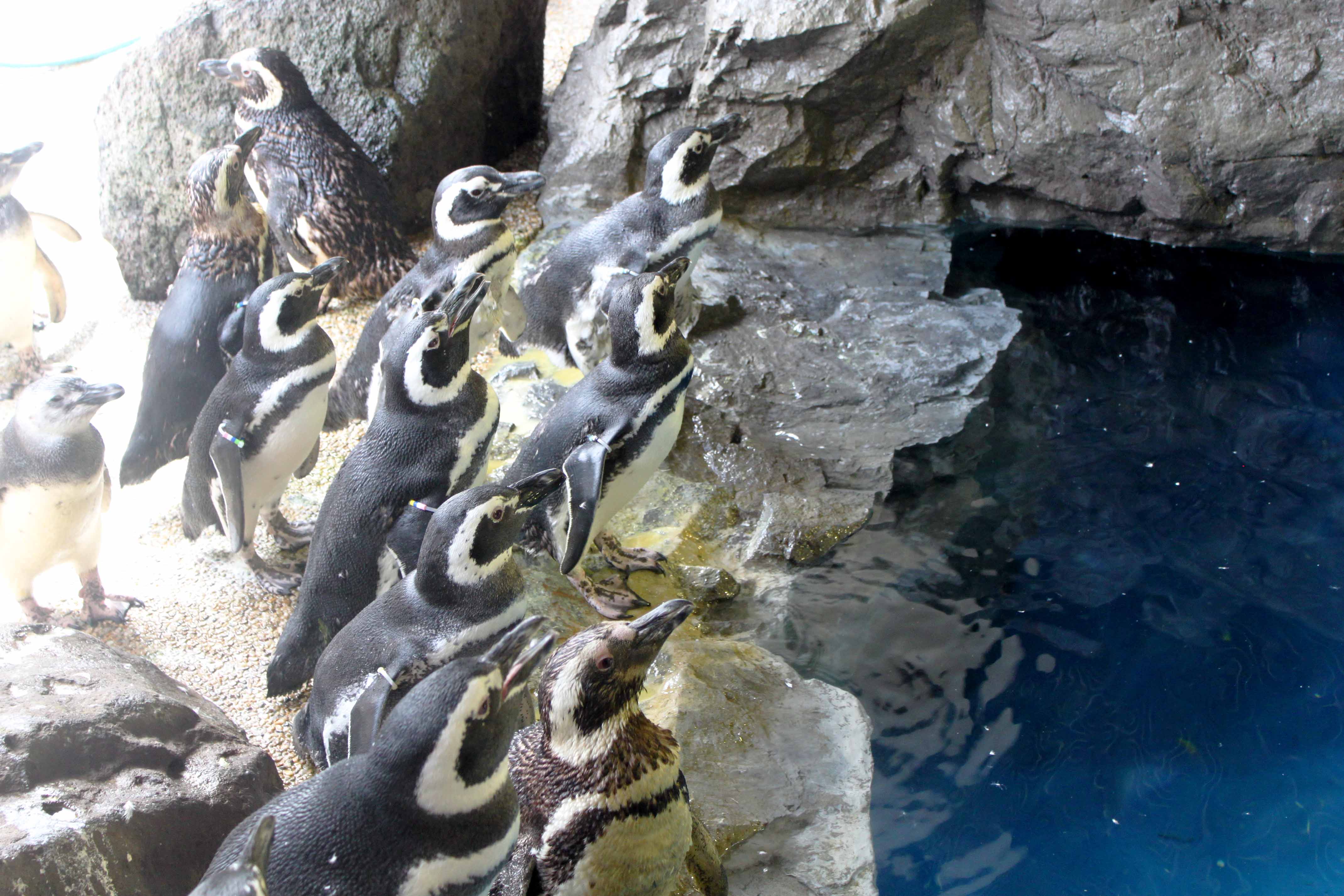 aa³aa³c¾¤a_ea³e¾¼aa