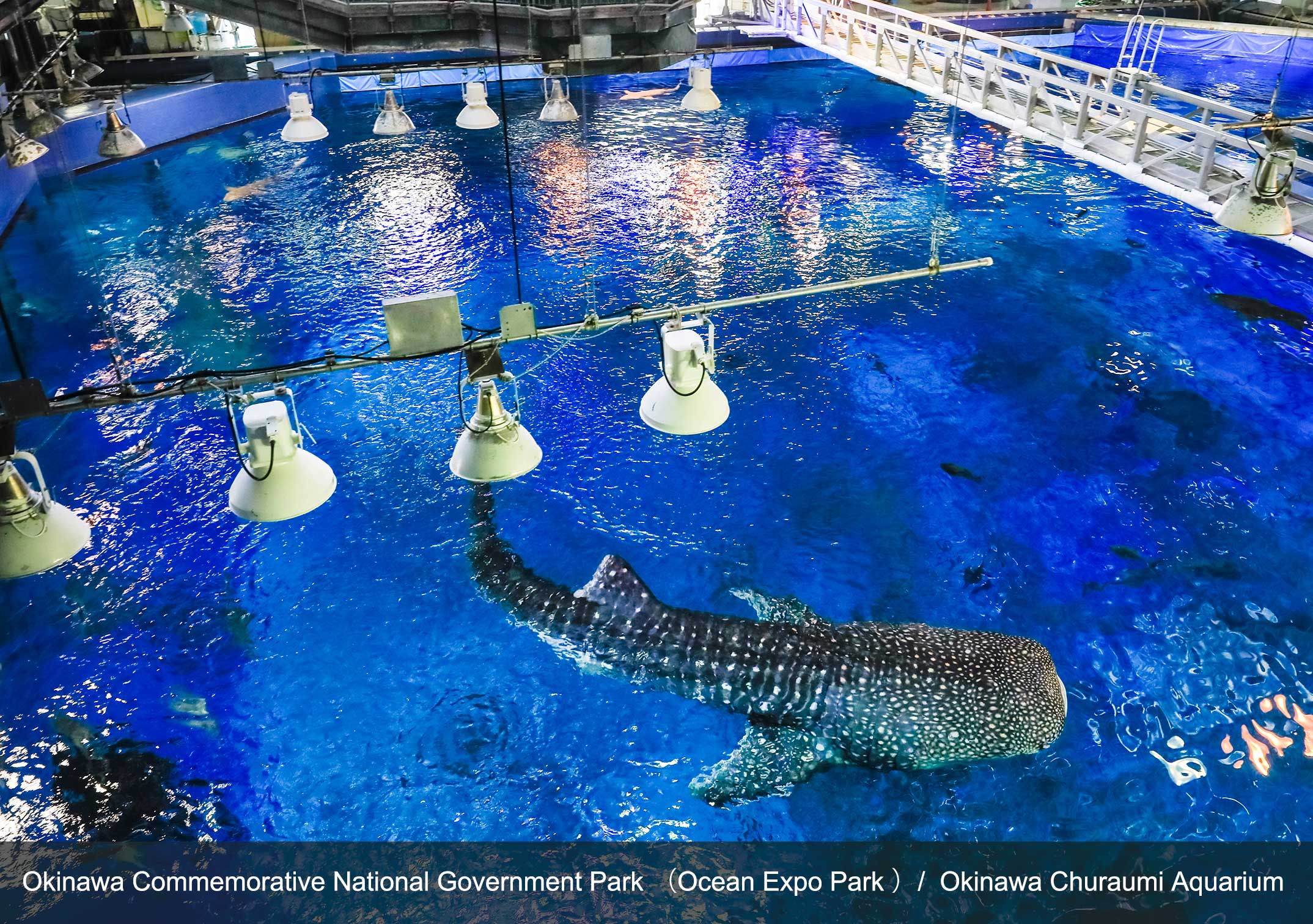 新クレジット_黒潮探検_X3A7791_20180724